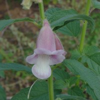 Sesamum radiatum Thonn. ex Hornem.
